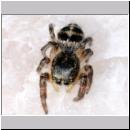 Salticidae sp - Springspinne 02a 5mm Teverener Heide - Kiesgrube.jpg